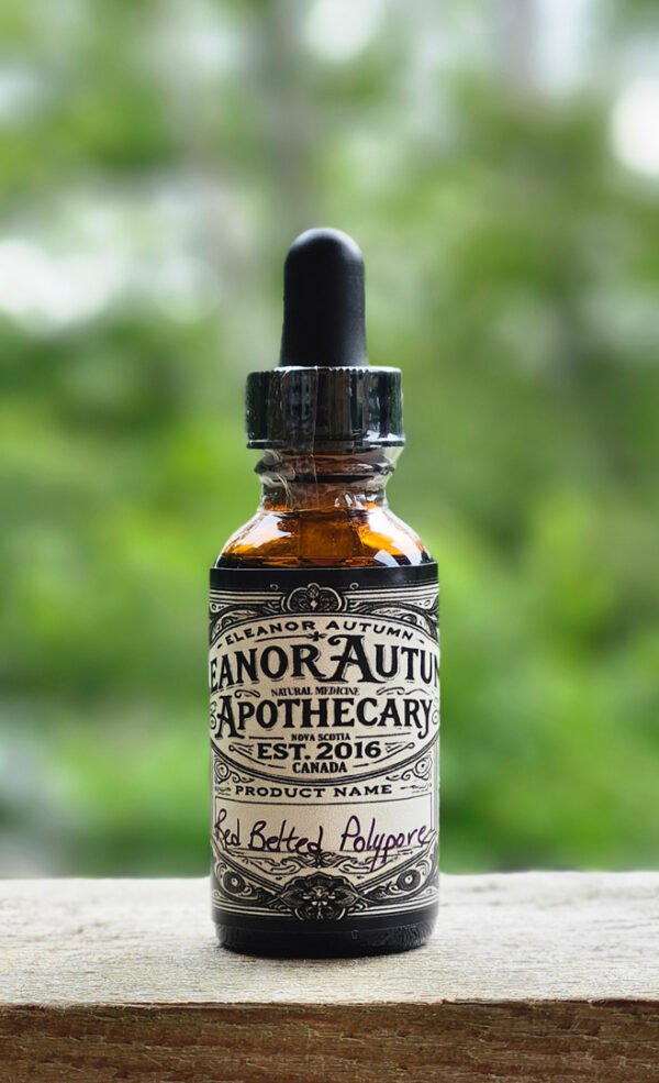 Red-Belted Polypore Tincture